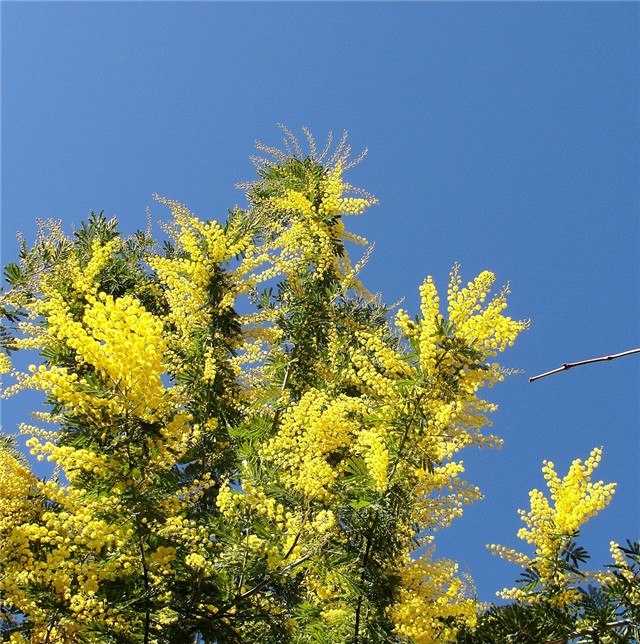mimoza 2